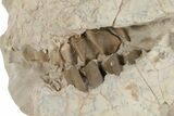 Bargain, Fossil Oreodont (Leptauchenia) Skull - Unprepared #249258-2